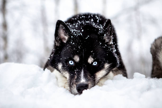 husky sibérien dans la neige hivernale - agouti animal photos et images de collection