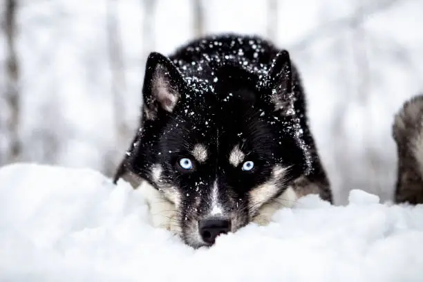 Siberian Husky in winter snow