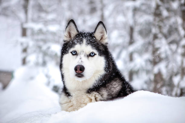 istock Siberian Husky in winter snow 1370902661