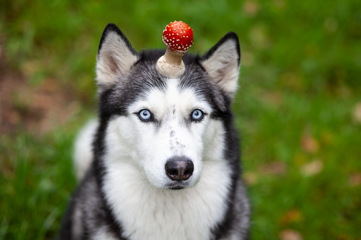 dog holds a fly agaric