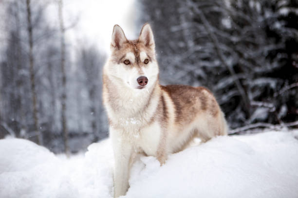 istock Siberian Husky in winter snow 1370902664