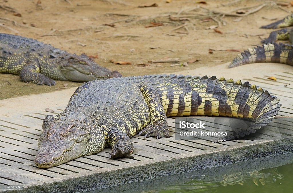 Крокодил - Стоковые фото Ферма аллигаторов роялти-фри