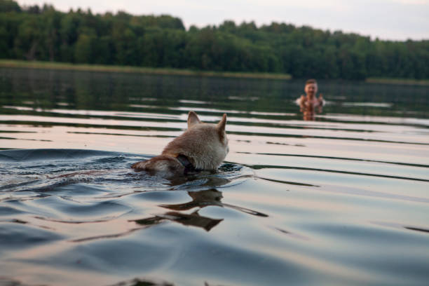 istock husky dog swims in the lake 1370902780