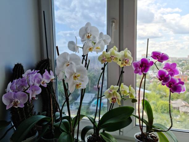 орхидеи в горшках стоят на подоконнике стеклянным прекрасным видом на голубое небо и город. окно с цветами - dendrobium стоковые фото и изображения