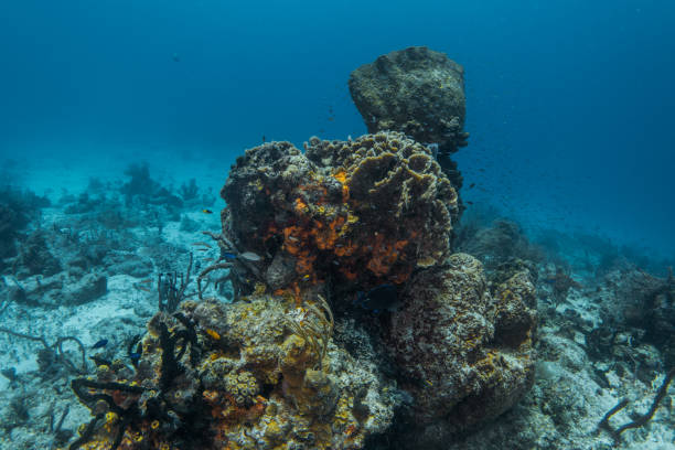 istock coral reef macro ,texture, abstract marine ecosystem background on a coral reef 1370904001