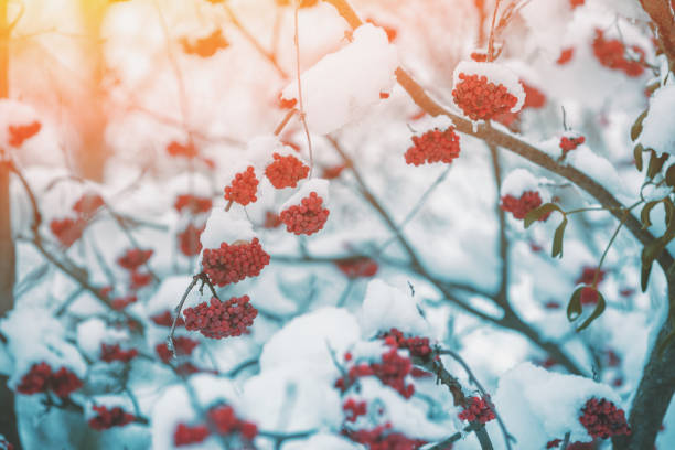 Red rowan in winter. Rowan clusters on the branches covered with snow