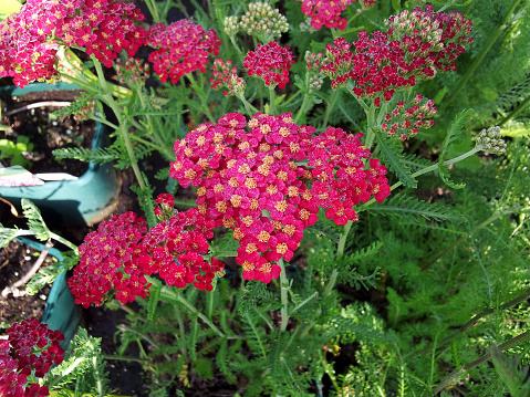 Bright deep pink-red flattened clusters of flowerheads on Yarrow 'The Beacon'