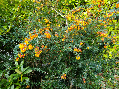 Evergreen bush in flower of Berberis darwinii with bright orange flowers and glossy, dark green, prickly leaves