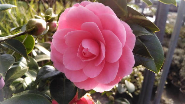 camellia x williamsii 'e. g. waterhouse' - camellia day nobody single flower zdjęcia i obrazy z banku zdjęć