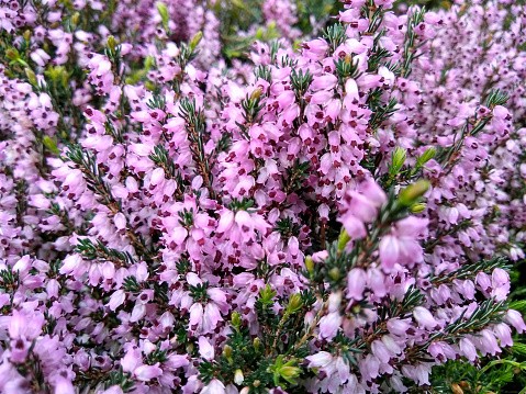 Masses of lilac purple tubular flowers of heather Erica 'Brightness'