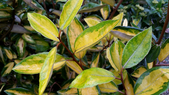 Bright golden yellow and green variegated new growth of Oleaster 'Limelight'