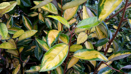 Close-up of bright golden yellow and green variegated leaves of Oleaster Elaeagnus 'Limelight'