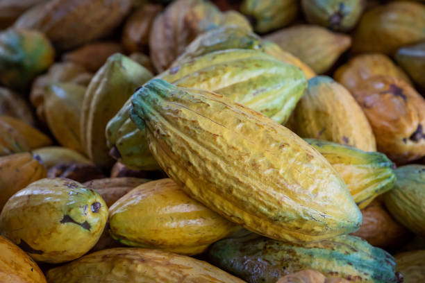 istock A big bunch of colorful cocoa pods 1370905103