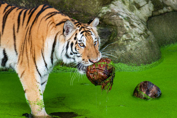 A tiger playing in a pond, happily holding a coconut