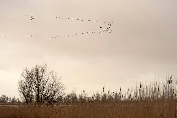 istock Birds flying over nature in winter 137090559