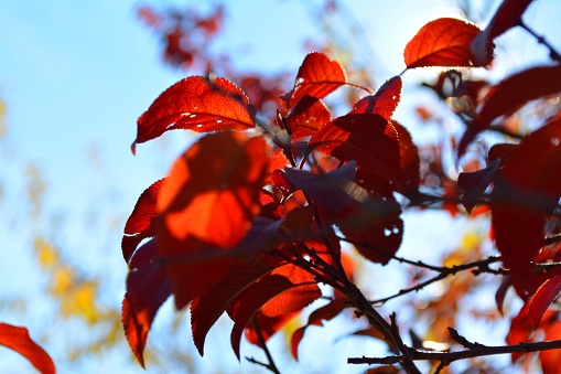 Red leaves