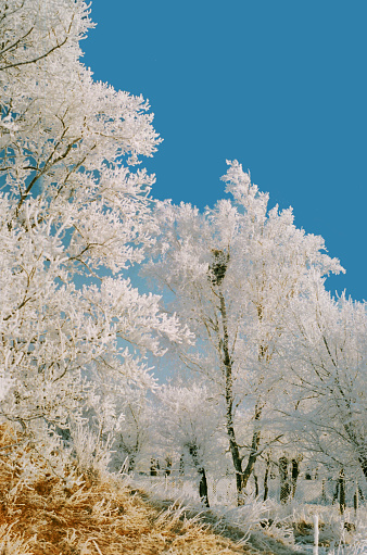 Winter landscape and trees. A fragment of a winter forest of trees covered with hoarfrost in clear weather.