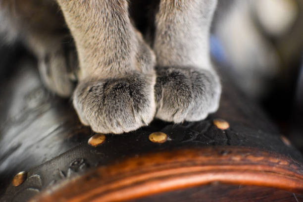 istock Gray cat paws close up 1370906681