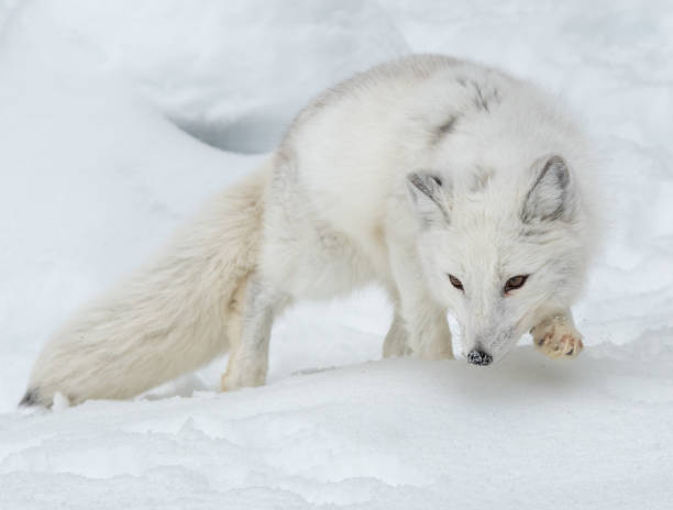 An Adorable Arctic Fox Foraging for Food Arctic Fox adaptation to nature stock pictures, royalty-free photos & images