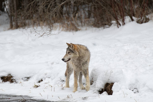 istock Timber Wolf Foraging for Food along a Riverbank 1370907183