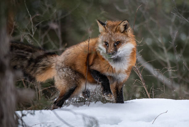 An Adorable Red Fox in the Snow Red Fox red fox photos stock pictures, royalty-free photos & images