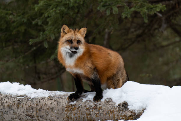 istock An Adorable Red Fox in the Snow 1370907990