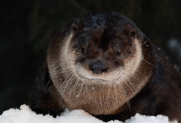 istock North American River Otter on a Snowbank 1370908033