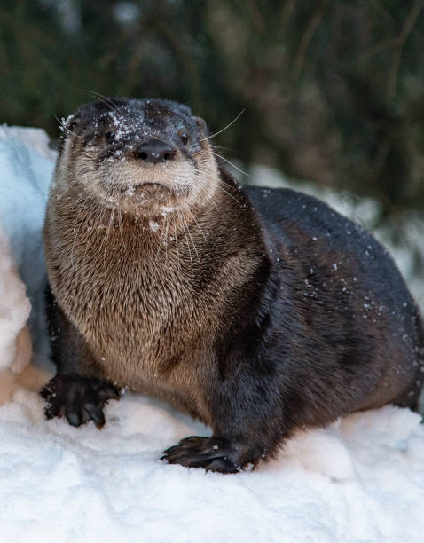 North American River Otter on a Snowbank