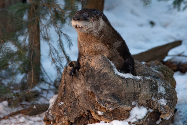 istock North American River Otter on a Snowbank 1370908105