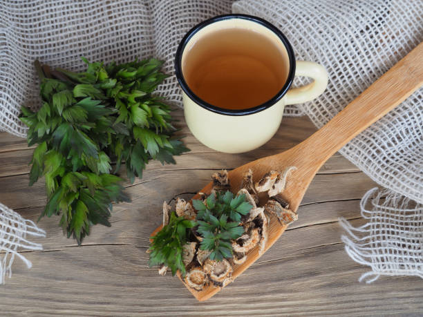 raiz em uma colher de madeira, bebida à base de ervas em uma caneca e amor de ervas picantes com folhas verdes em uma colher de madeira. levisticum de plantas medicinais para uso em culinária, medicina alternativa, homeopatia e cosmetologia - levisticum officinale - fotografias e filmes do acervo