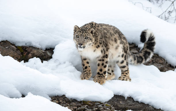 snow leopard on a snowy cliff - snow leopard imagens e fotografias de stock