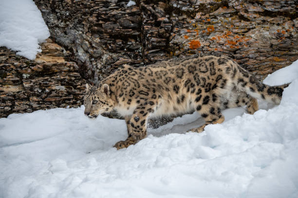 leopardo de las nieves en un acantilado nevado - protección de fauna salvaje fotografías e imágenes de stock