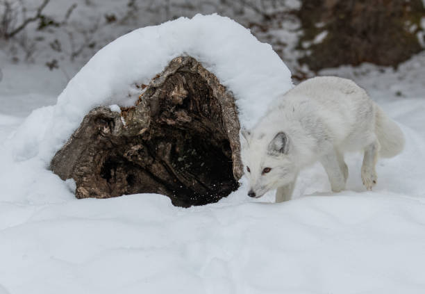istock An Adorable Arctic Fox Foraging for Food 1370908542