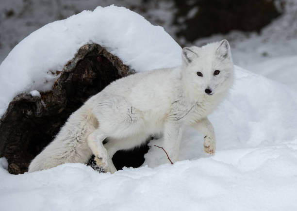 istock An Adorable Arctic Fox Foraging for Food 1370908589