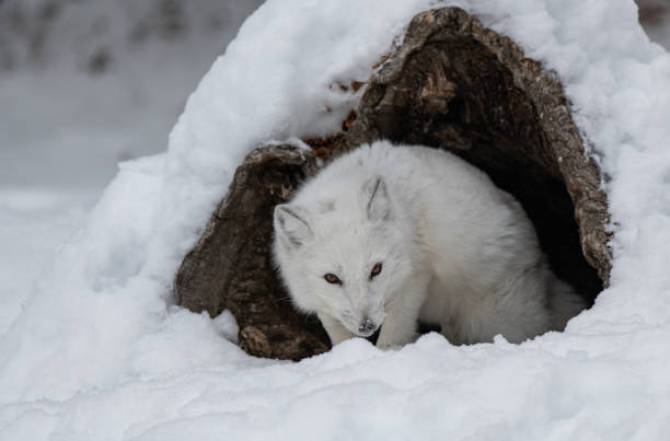 istock An Adorable Arctic Fox Foraging for Food 1370908626