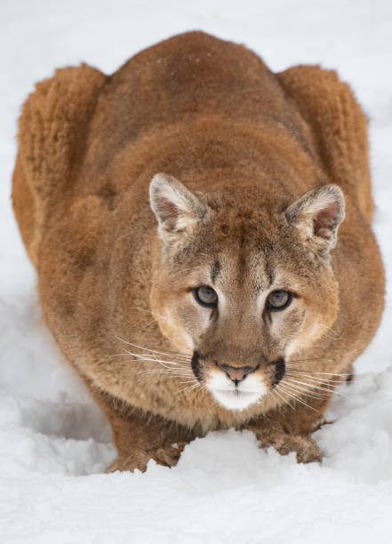 istock Mountain Lion in a Winter Forest 1370908633