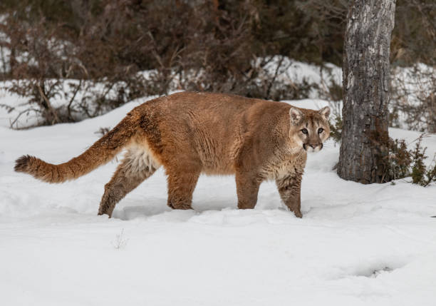 istock Mountain Lion in a Winter Forest 1370908688