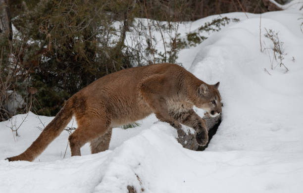 istock Mountain Lion in a Winter Forest 1370909309