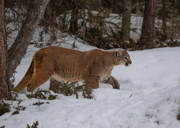 istock Mountain Lion in a Winter Forest 1370909320