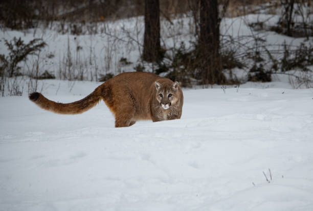 istock Mountain Lion in a Winter Forest 1370909321