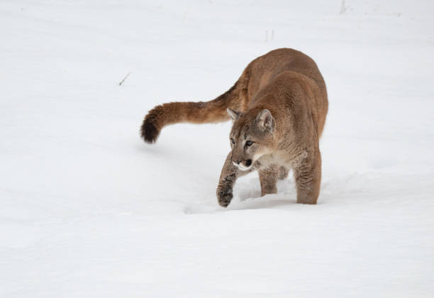 istock Mountain Lion in a Winter Forest 1370909336