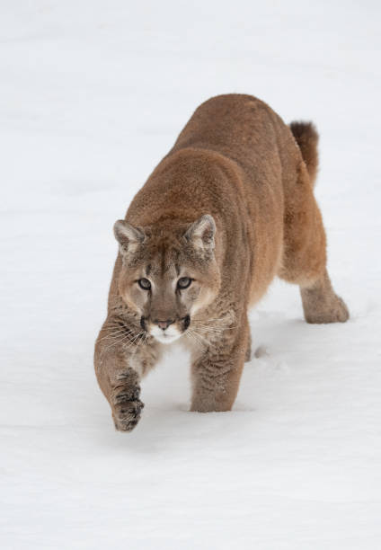 istock Mountain Lion in a Winter Forest 1370909384