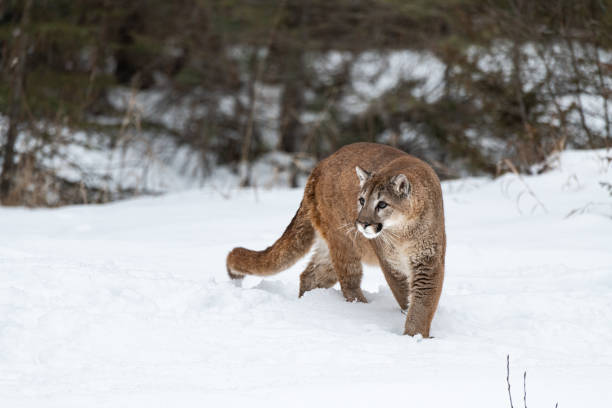 istock Mountain Lion in a Winter Forest 1370909428