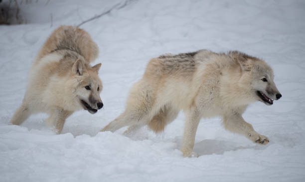 istock Arctic Wolves Playing in the Cold Wintery Forest 1370909429