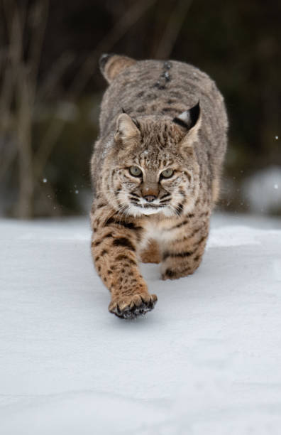 istock A Bobcat Hunting on a Snowy Day 1370909481