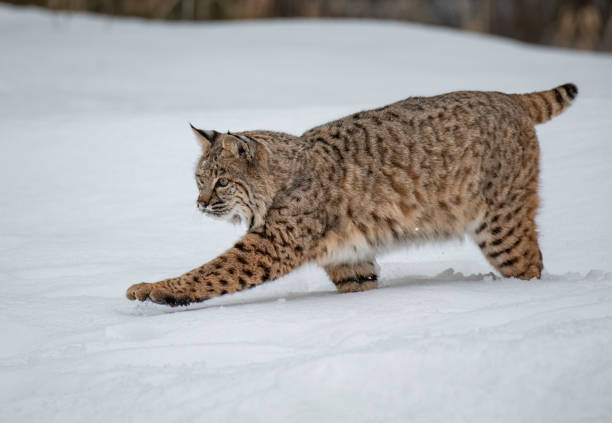 istock A Bobcat Hunting on a Snowy Day 1370909529