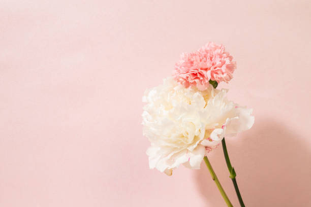 istock flowers on a pink background 1370909642