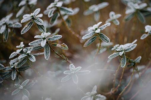 frozen plants in the morning
