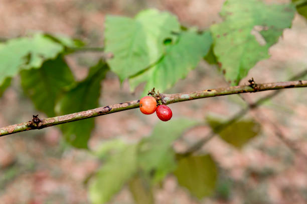 red robusta coffee beans on a branch of harvest coffee tree.