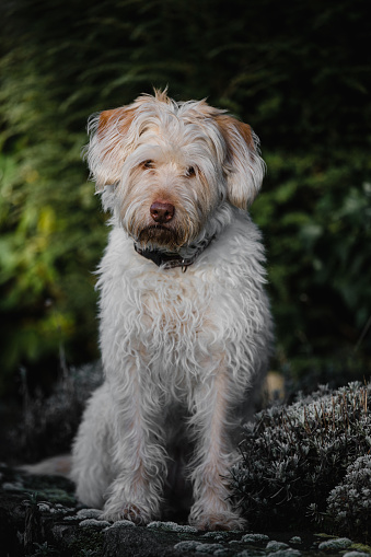 Irish soft-haired wheat terrier in a stand-up close-up